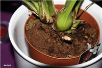 70ec5387-IMG_6665 cymbidium.jpg